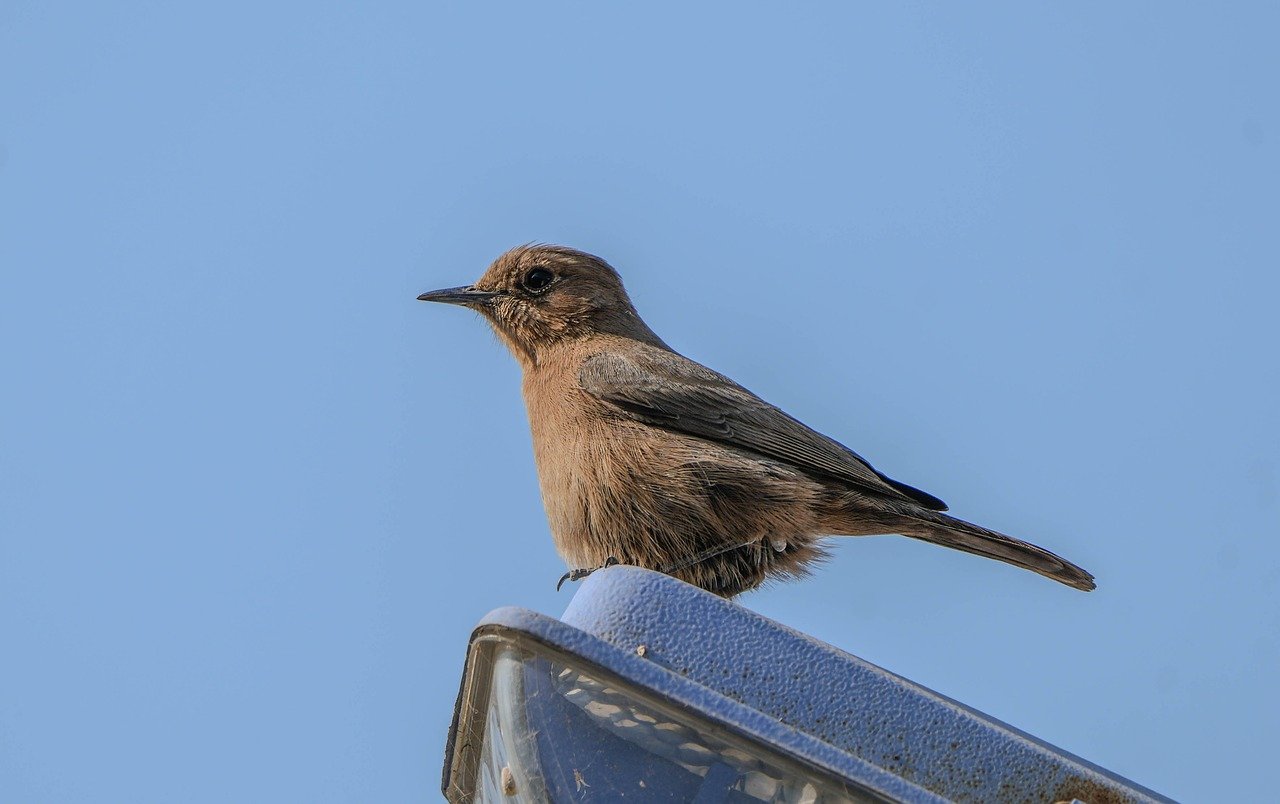 Brown Rock Chat